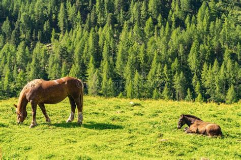 Idyllic Alps With Horse Grazing On Pasture Stock Photo Image Of