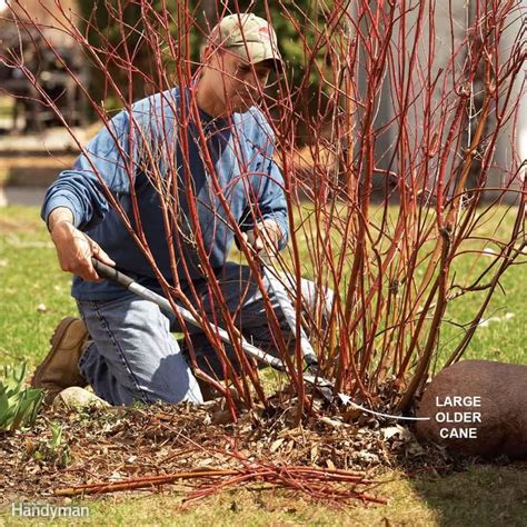 Bush Pruning Tips For Healthier Bushes Prune How To Trim Bushes