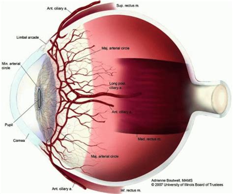 Anatomy Of The Uveal Tract Ento Key