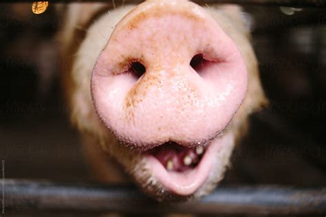 Pig Nose Images Search Images On Everypixel