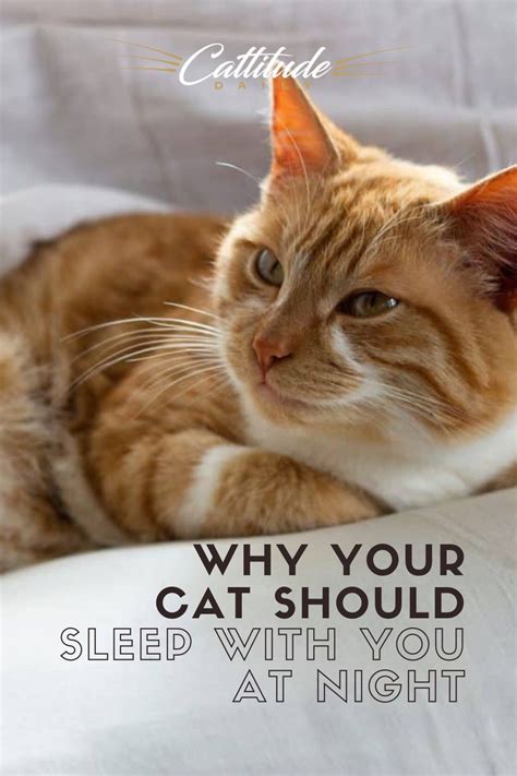 Does Your Cat Sleep With You Heres Why They Should In 2021 Cat