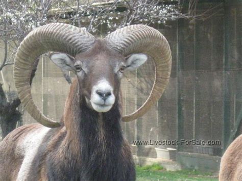 European Mouflon Sheep