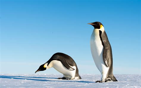 Fileemperor Penguins 11240321653 Wikimedia Commons