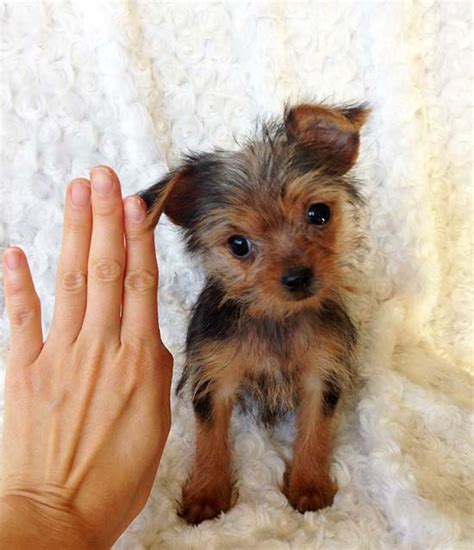 I can't even begin to tell you how many calls i receive from people that bought a sick puppy dog from another breeder, and now have thousands of dollars in vet bills. iheartteacups Teacup Yorkie Puppy for sale los angeles ...