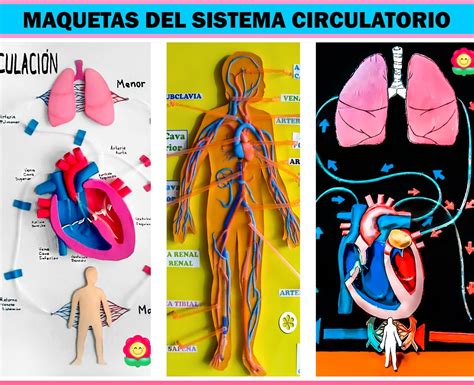 Maquetas Del Sistema Circulatorio Fáciles Manualidades Mamaflor