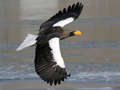 Stellers Sea Eagle Ebird