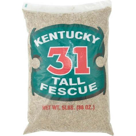 Kentucky 31 Tall Fescue Grass Seed