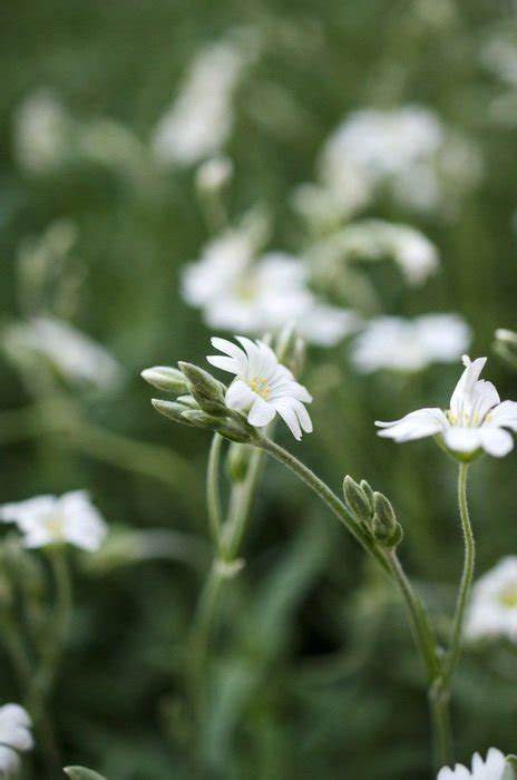White Flowers Among Green Grass Closeup Free Image Download