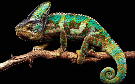 Chameleon Desktop Wallpapers Top Free Chameleon Desktop Backgrounds
