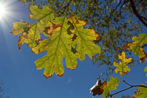 80 Poplar Tree Bark Silhouette Stock Photos Pictures And Royalty Free