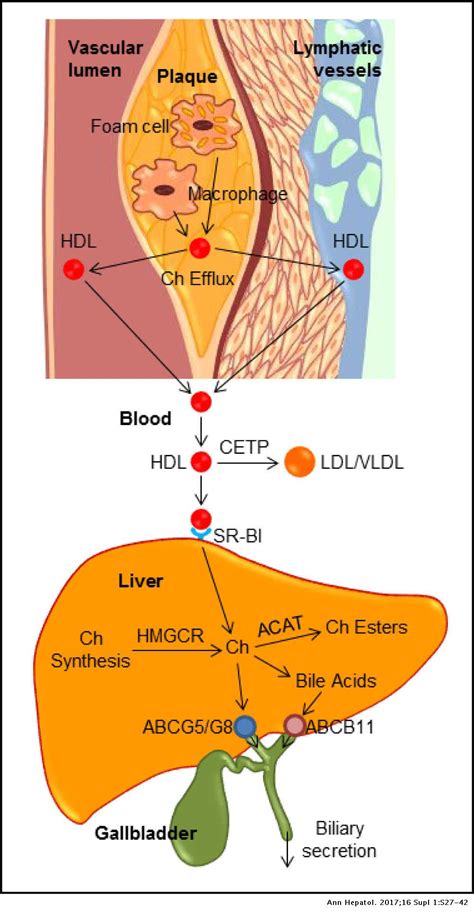 Cholesterol And Lipoprotein Metabolism And Atherosclerosis Recent