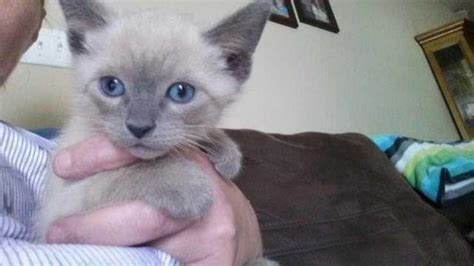 Siamese Kittens 2 Blue Points For Sale In Acorn