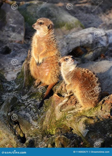 Two Cute Meerkats Stock Image Image Of Meerkat Standing 114002671