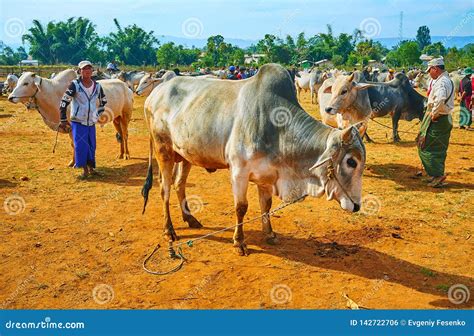 Domestic Animals In Myanmar Heho Market Editorial Photo Image Of