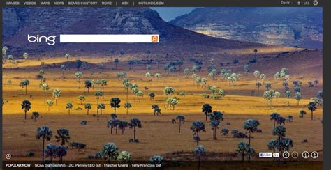 Todays Bing Front Page Photo Looks Like Bismarckias In