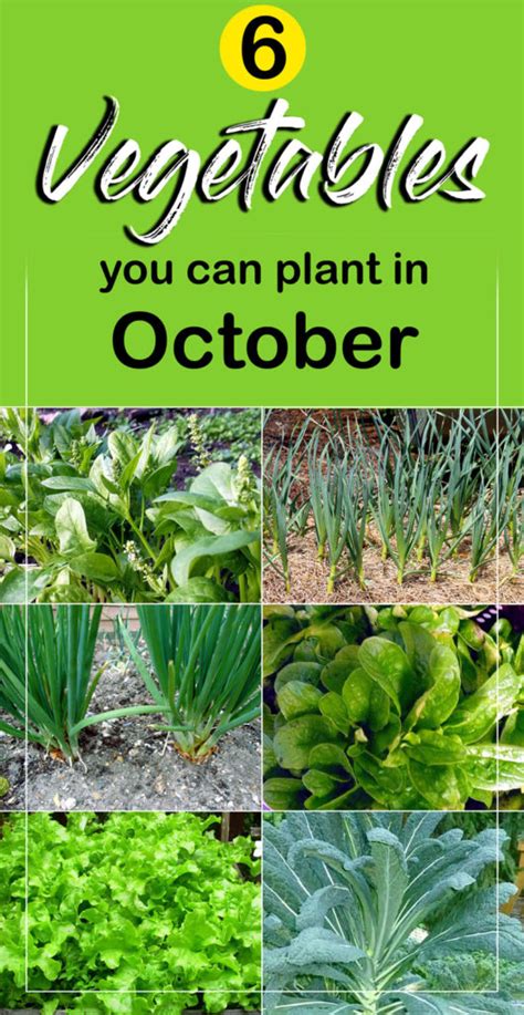 Growing Winter Vegetable You Can Plant In October Vegetables At