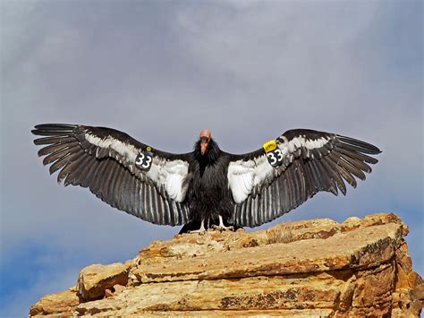 California Condor Ii Photograph By Carrie Putz