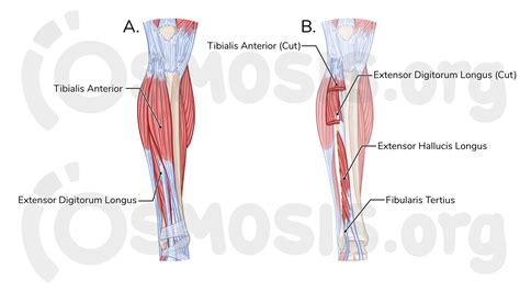 Anatomy Of The Leg Osmosis