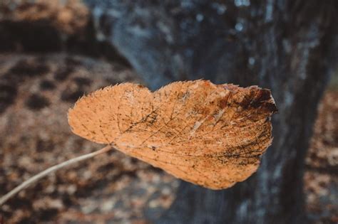 Free Stock Photo Of Autumn Leaf Download Free Images And Free