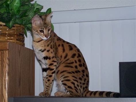Savannah cat breed is one of the newest and the most interesting domestic breeds in the world. Every Important Information About The Savannah Cat Breed ...