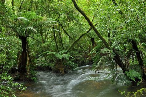 South america rainforest animals by maria l. When humans hunt large animals, they're literally killing the forest too