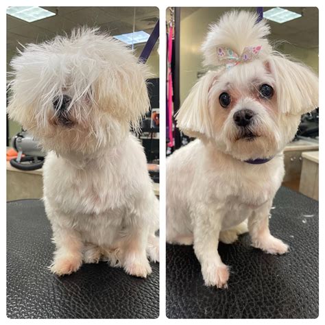 Before & After - Five Star Dog Grooming