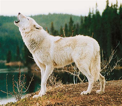 Image White Wolf Howling Animal Jam Clans Wiki Fandom Powered