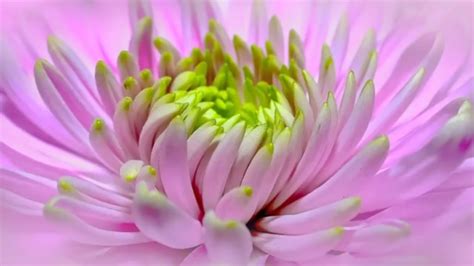 Top 10 List Of Most Beautiful Flowers On Planet Earth Youtube