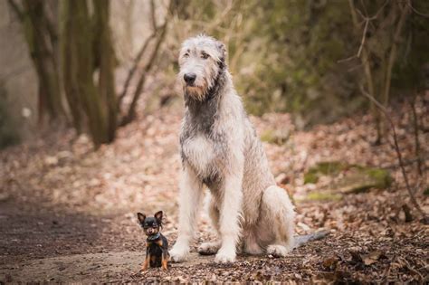 16 Giant Dog Breeds That Prove Big Dogs Are Best Dog Blog
