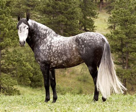 Grey Dappled Andalusian Horses Grey Horse Horse Breeds