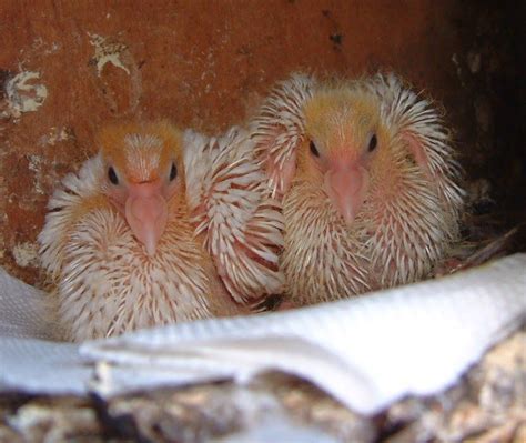Baby White Dove Siblings In Their Nest In A Dovecote Photo By Faith Of