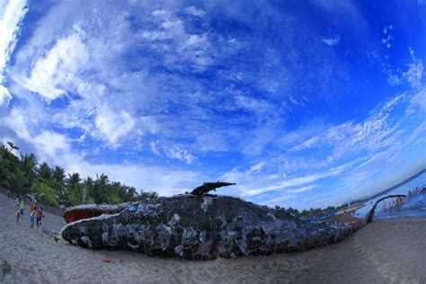 Ecoworldreactor Dead Whale Art Of Plastic Trash