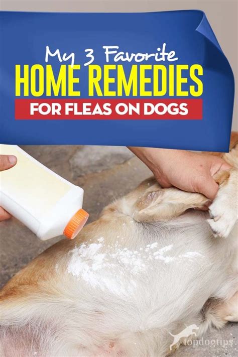 My 3 Favorite Home Remedies For Fleas On Dogs Home Remedies For Fleas