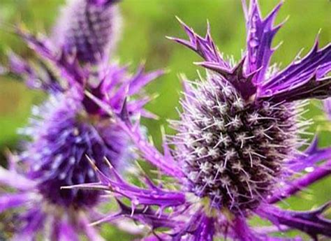 Purple Flowers In Texas Hill Country Something A Little Different