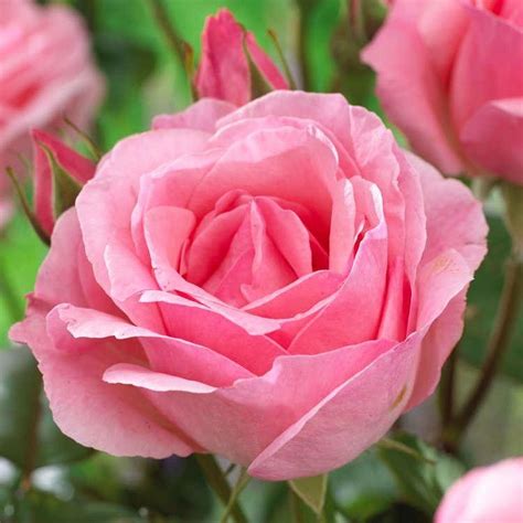 Rose Queen Elizabeth Floribunda Rose Garden Plants