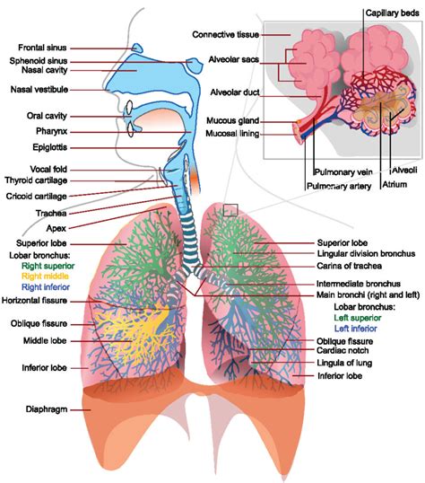 Mechanics Of Breathing Boundless Anatomy And Physiology Human