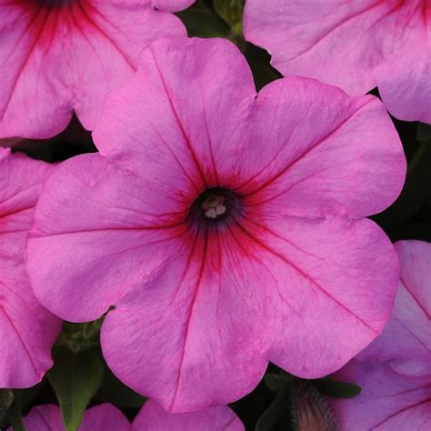 United States Top 10 Wave® Petunia Colors For 2021