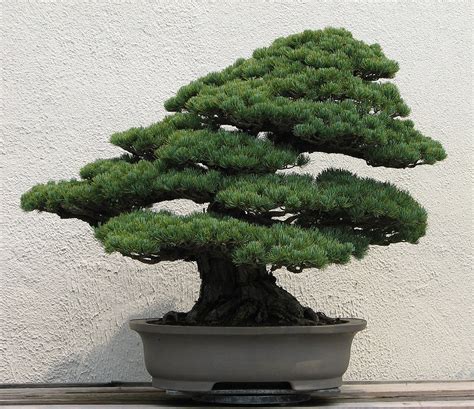 Bonsai, on the other hand, means 'pot plant' and the art form involves raising living trees, often over a period of several years. Bonsai - Wikipedia