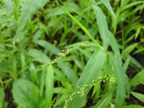 Selain itu rumput grinting sangatlah. Gambar Rumput Grinting / Habitatnya cynodon dactylon ...