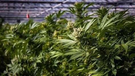 No Bumper Crop of Medical Marijuana in Missouri | Cannabis Examiners