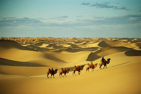 What Animals Live In The Sahara Desert Worldatlas