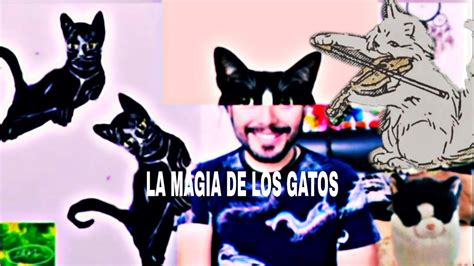 La Magia De Los Gatos Youtube