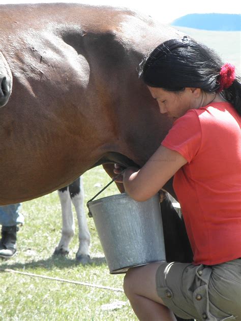 Horse Cum