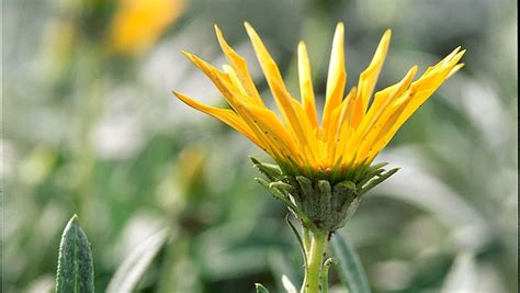 Full sun for six months! 18 Summer Flowers That Can Take The Heat (With images ...