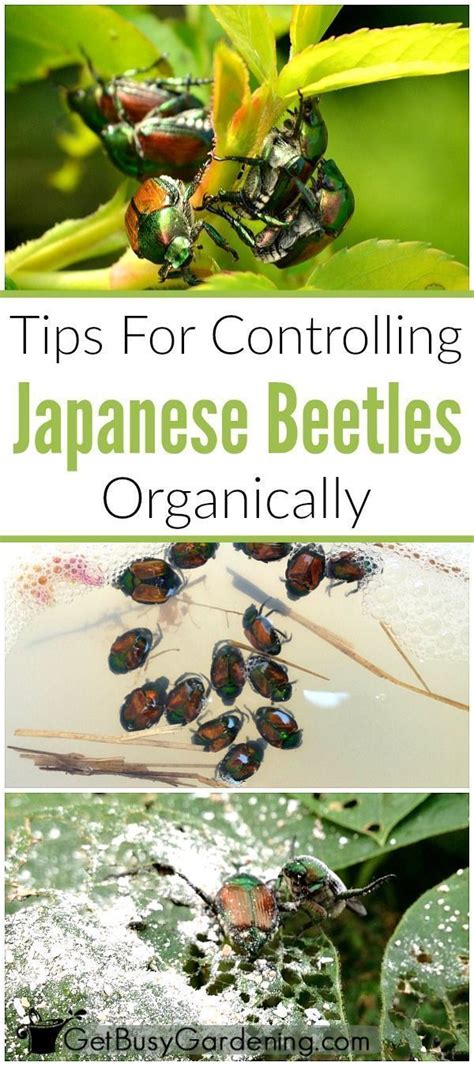How To Control Japanese Beetles Organically In 2023 Organic Vegetable