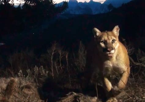 The Secret Life Of Mountain Lions Mountain Lion Foundation