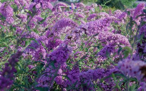 Buy Nanho Purple Butterfly Bush For Sale Online From