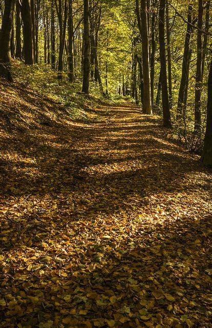 Woodland Path Wood Path Autumn Scenery Beautiful Places Quotes