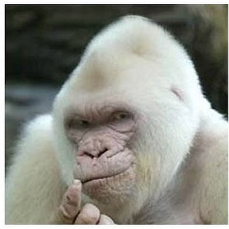 Macaco Albino Youtube