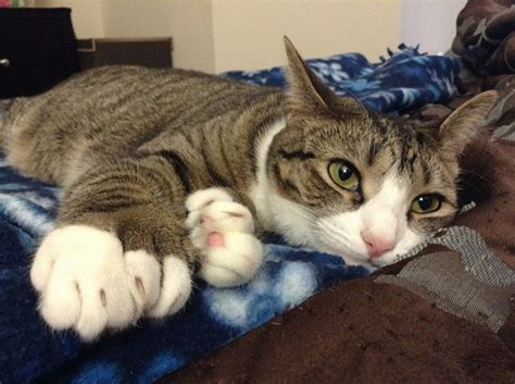 Polydactyl Cats For Adoption